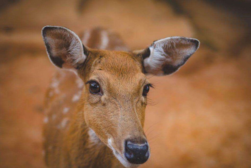 negative-space-young-cute-antelope-valeria-boltneva-thumb-1